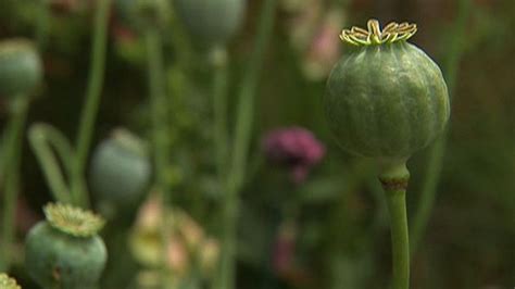 Opium A Powerful Medicine For Pain Relief Fox News