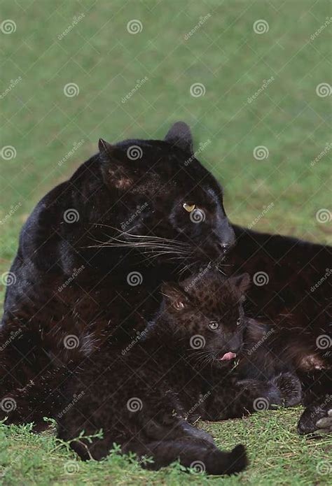 Black Panther Panthera Pardus Mother And Cub Laying On Grass Stock