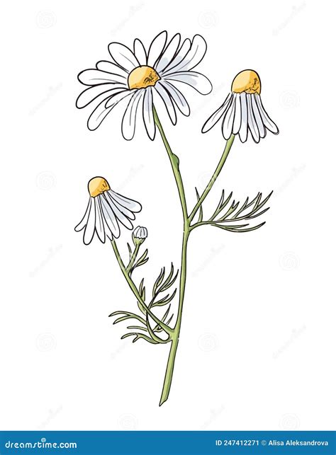 Sketch Of Chamomile Stock Vector Illustration Of Camomile 247412271