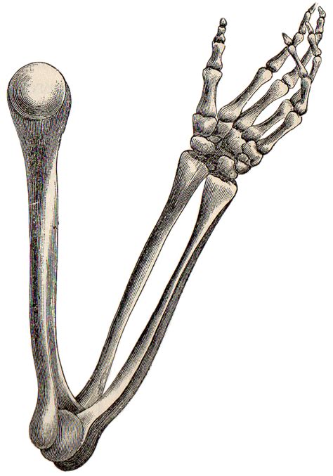 Free Skeleton Hand Cliparts Download Free Skeleton Hand Cliparts Png