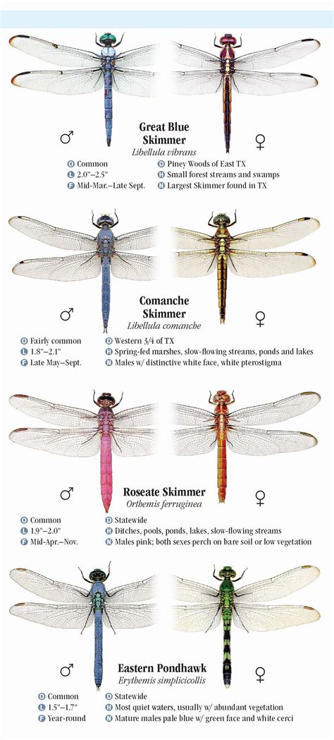 Dragonfly Types Chart
