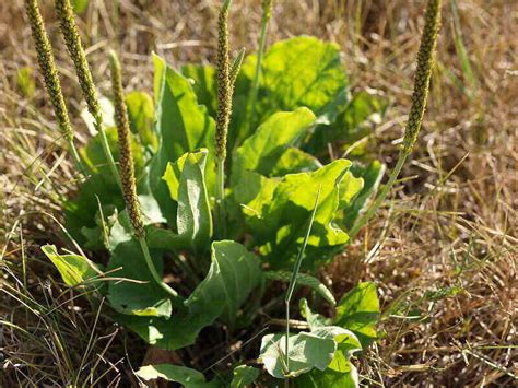 Common Broadleaf Weeds Found In Your Yard
