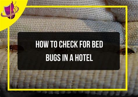 How To Check For Bed Bugs In A Hotel Zip Pest Solutions