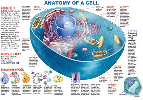Infographic Anatomy Of A Cell Kids Discover