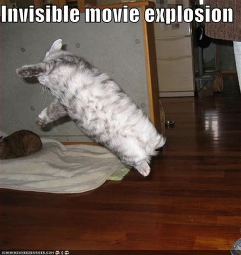The Best “invisible” Cat Pictures 17 Pics