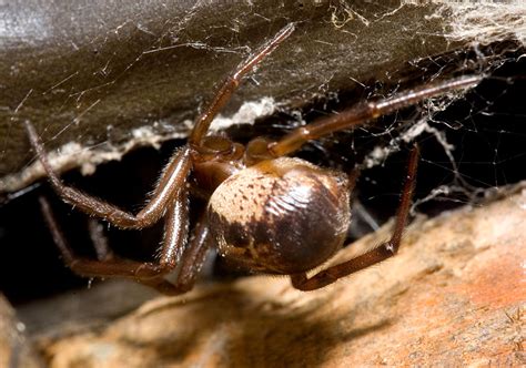 False Widow Spider Images The False Widow Spider