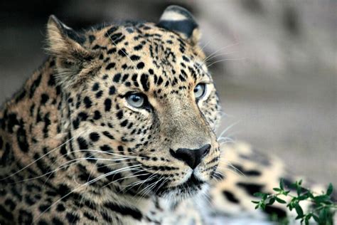 Worlds Most Endangered Big Cat May Be On The Rebound