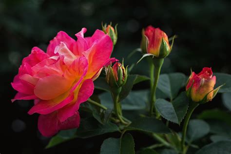 Natura Fiori Rose · Foto Gratis Su Pixabay