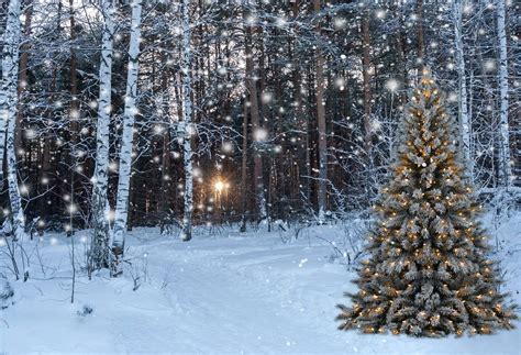 Kate Winter Forest With Snow And Christmas Tree For Photography