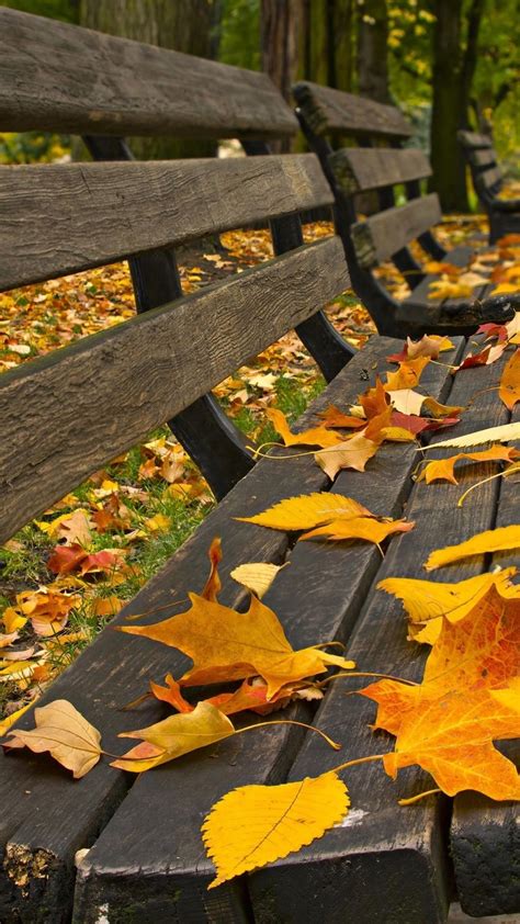 Autumn Leaves On A Park Benches Backiee