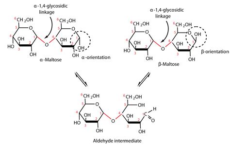 Disaccharides The Basics Of General Organic And Biological