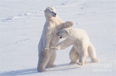 Polar Bears Play Fighting Photograph By Nancy Hoyt Belcher Fine Art