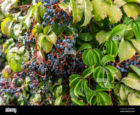 Virginia Creeper The Leaves And Bright Purple Berries Of Virginia