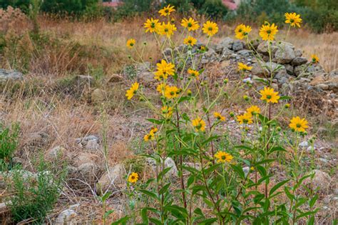 Yellow Mountain Flowers Stock Photo Download Image Now Agricultural