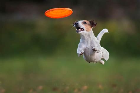 10 Hilarious Pictures Of Dogs Catching Frisbees