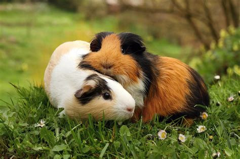 Guinea Pigs Supplies And Information Supreme Petfoods