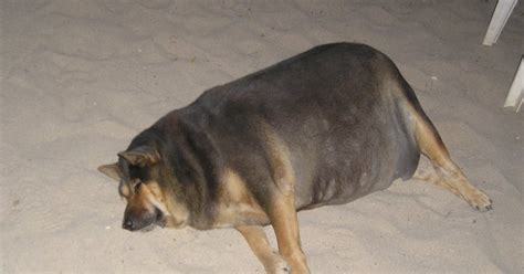 Dogs That Look Funny Fat Dog