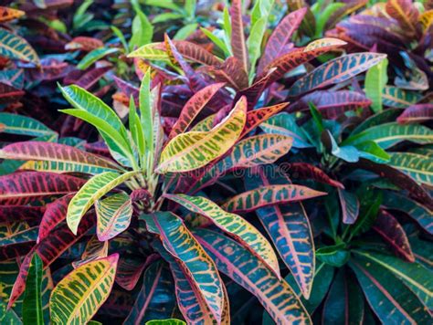 Colorful Croton Leaves Background Stock Image Image Of Variegatum