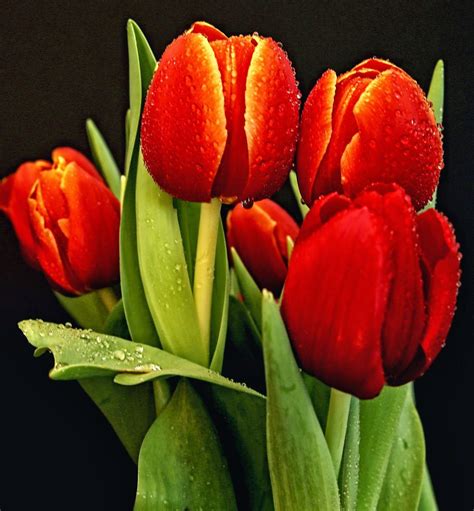 30 Fotos De Tulipanes En Varios Colores Para Ver Y Compartir