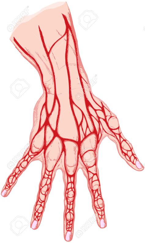 Human Vein Clipart 20 Free Cliparts Download Images On Clipground 2020