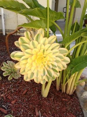 Check out what other succulents benefit from this yellow crown flower in succulents with yellow flowers. yellow and green succulent