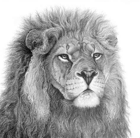 Wild Cat Drawings By Gary Hodges Wildlife Art Animal