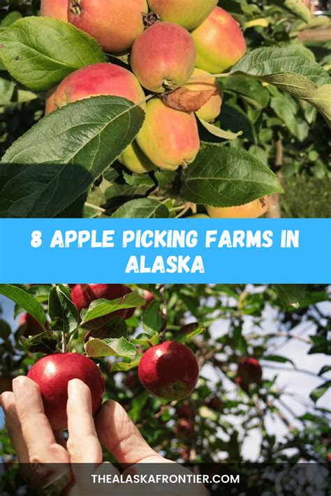 8 Apple Picking Farms In Alaska | Farm Fresh Produce Is Here