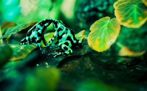 Poison Dart Frog Wallpapers Top Free Poison Dart Frog Backgrounds