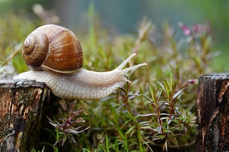 13 Slow Moving Facts About Snails Fact City