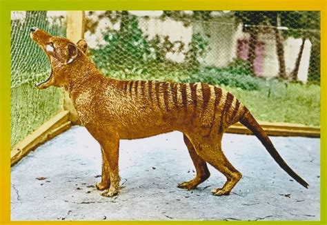 Extinct Tasmanian Tiger Thylacine Animal Australia Postcard Size Photo