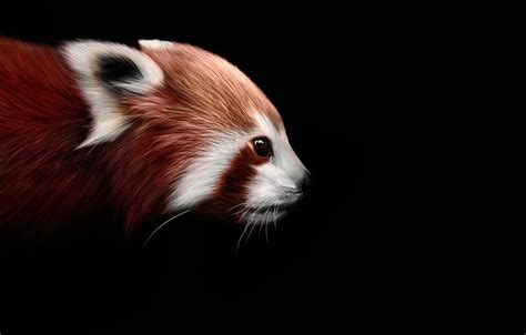 Wallpaper Background Black Art Firefox Red Panda Images For Desktop