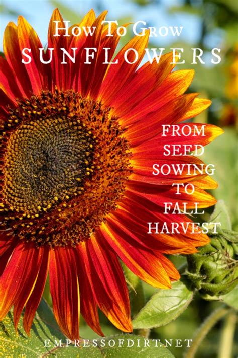 In the philippines, 30 to 40 percent of plant species are endemic to that country whenever you are looking for a plant that will be easy to grow in your area, it is always best to consider a native plant. Best Time To Plant Sunflower In The Philippines | Best ...