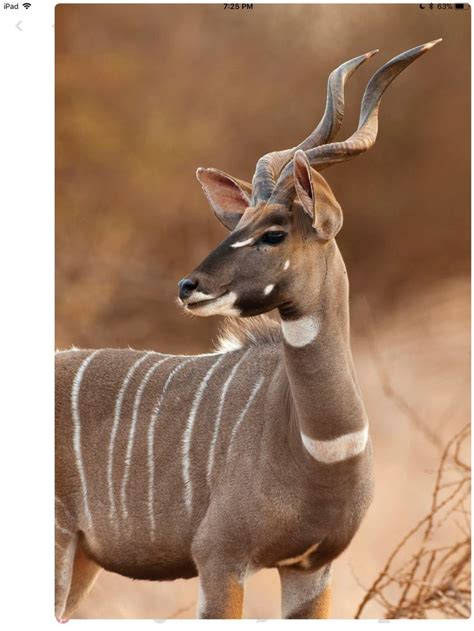 Greater Kudu Bull With Long Spiral Horns This Beautiful Woodland