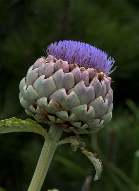 Artichokes Are Actually Flowers And Heres Proof Huffpost Life