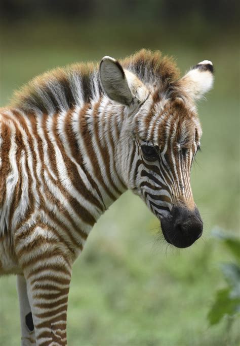 RARE LUMINESCENT GOLDEN ZEBRA SPOTTED MOMENTS AFTER BEING BORN ...
