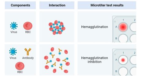 Agglutination Reactions Types Tests Applications