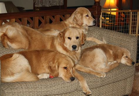 The kennel club's assured breeders must use the following (or equivalent) schemes, tests and advice. Harborview Golden Retrievers | Golden Retrievers, Puppies ...
