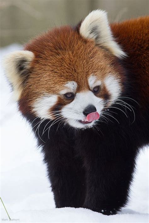 Red Panda Cute Cute Baby Animals Red Panda