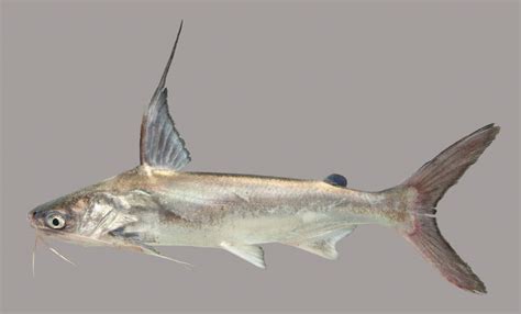 Gafftopsail Catfish Discover Fishes