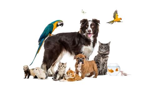 10 Most Common Pets In The Us Pethelpful
