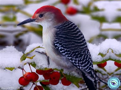 Free Download View Beautiful Winter Bird Picture Wallpaper In 1024x768