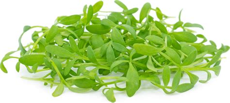 Micro Peppercress Information Recipes And Facts