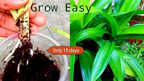 How To Grow Pandan Plant From Cutting Pandanus Growing Pandanus