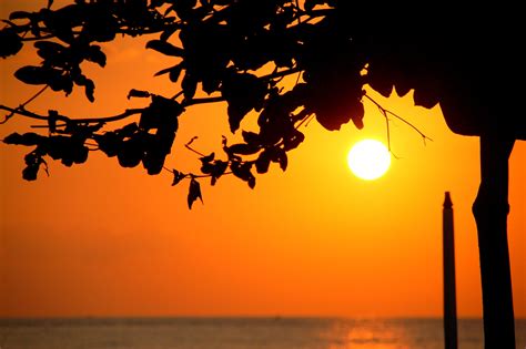 Free Images Tree Water Branch Silhouette Sun Sunrise Sunset