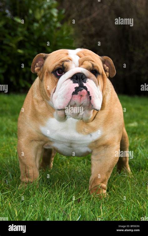 How Big Is A Full Grown English Bulldog