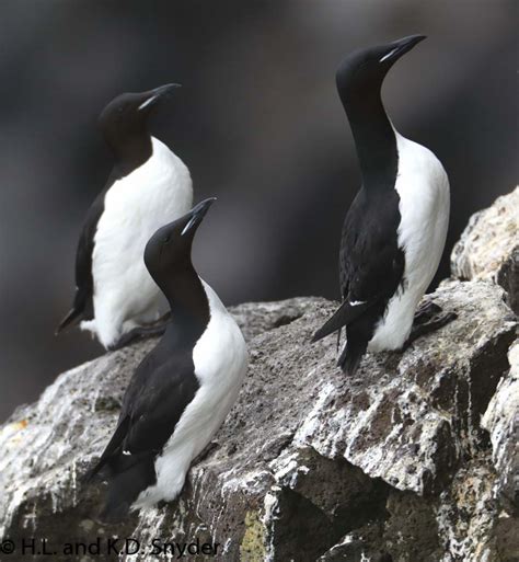 Thick Billed Murre Moonbeampublishingorg