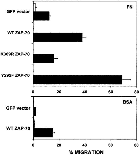 Expression Of Wild Type Or Y292f Zap 70 Enhances P116 T Cell Migration