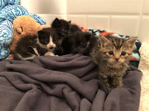 The Littlest Litter Fostering Saves Four Tiny Lives Lollypop Farm