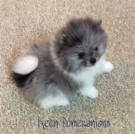 Blue Merle Parti Image Property Of Keen Pomeranians Cute Puppies