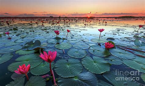 The Sea Of Red Lotus Lake Nong Harn Udon Thani Thailand Photograph